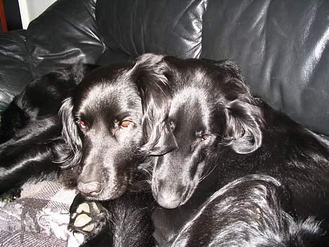 Flat coated retriever Kato - Stadig glad for storebror billede 6