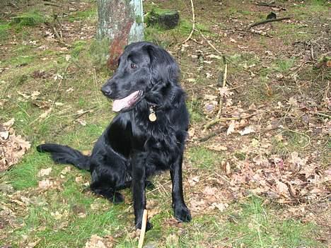 Flat coated retriever Kato - En rigtig hund billede 7