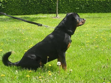 Rottweiler Kaiser RIP  - ca 1 år gammel  billede 5
