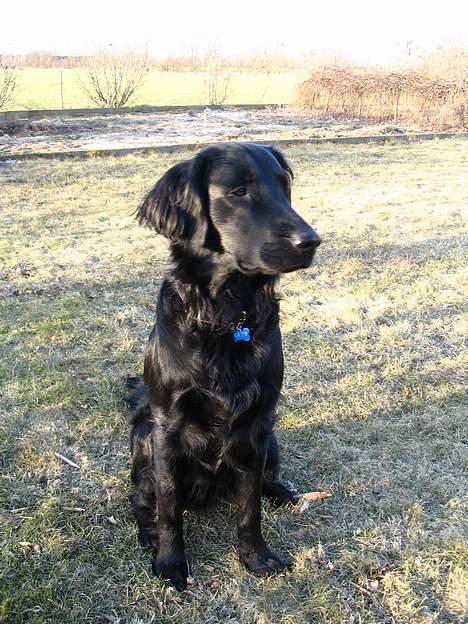 Flat coated retriever Kato billede 8