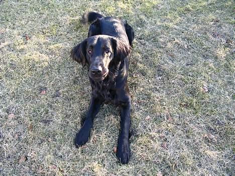 Flat coated retriever Kato billede 9