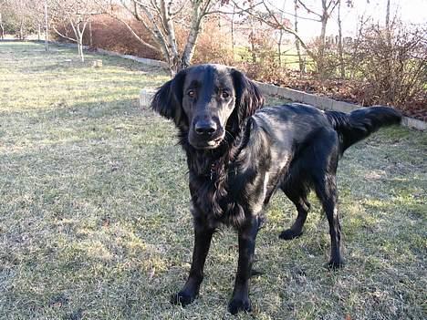 Flat coated retriever Kato billede 10