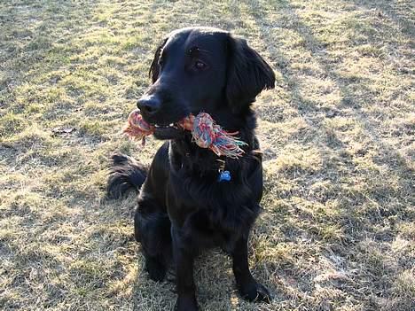 Flat coated retriever Kato billede 11
