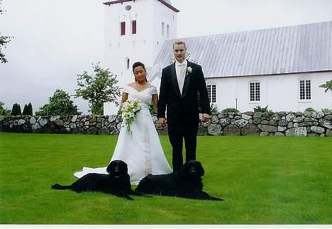 Flat coated retriever Kato - Intet bryllup uden hunde billede 12