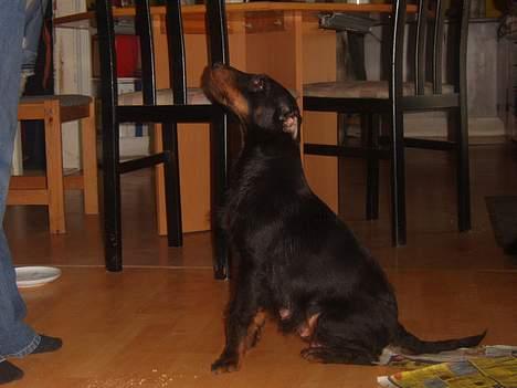 Tysk jagtterrier Foxy**avlivet** - smukke foxy  billede 1