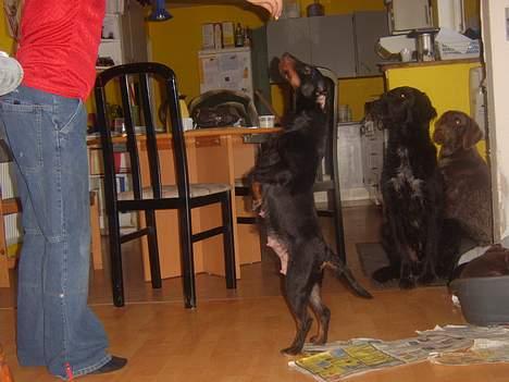 Tysk jagtterrier Foxy**avlivet** - lille x-tra triks jeg kan billede 2