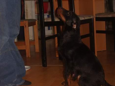 Tysk jagtterrier Foxy**avlivet** - se jeg sider pænt billede 3