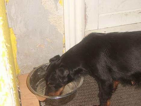 Tysk jagtterrier Foxy**avlivet** - man blver tørstig efter et lille hop billede 4