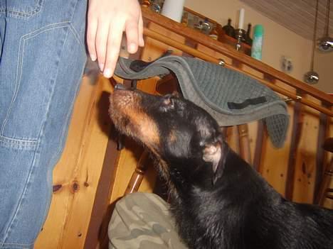 Tysk jagtterrier Foxy**avlivet** - har du noget der  billede 5