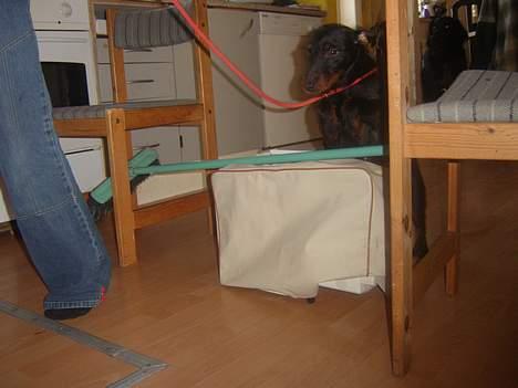 Tysk jagtterrier Foxy**avlivet** - lille hop til mig billede 6