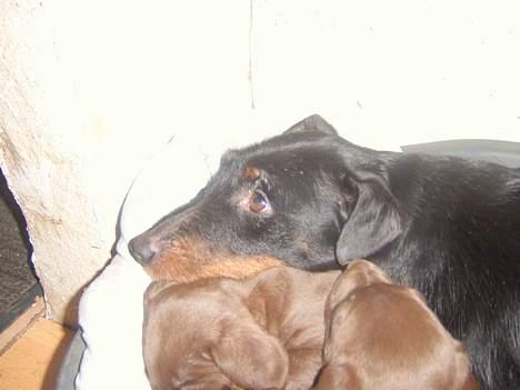 Tysk jagtterrier Foxy**avlivet** - sover næsten med hvaberne billede 7