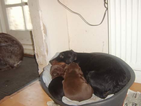 Tysk jagtterrier Foxy**avlivet** - lad mig værer jeg prøver at få søvn billede 8