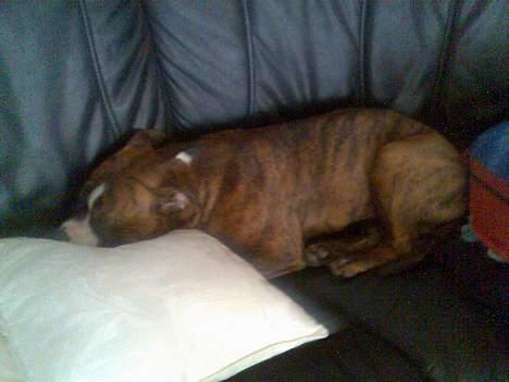 Amerikansk staffordshire terrier King billede 11