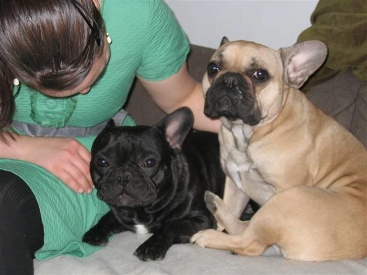 Fransk bulldog Bertram 2 billede 10