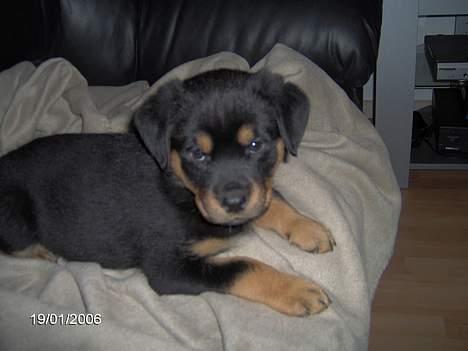 Rottweiler Sally - Sally 8 uger billede 15