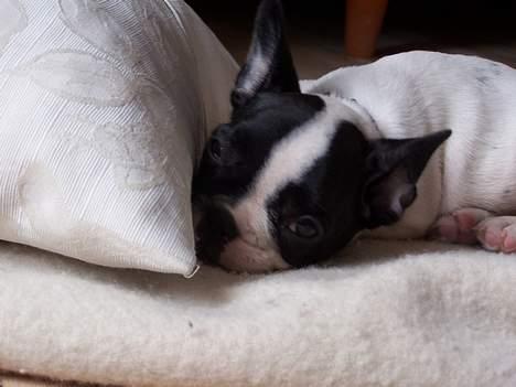 Fransk bulldog Freja - Uhm hvor ligger jeg godt...tager mig lige en luller.  billede 1