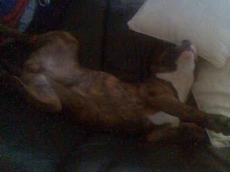 Amerikansk staffordshire terrier King - King får sig lige en lur!!! billede 12