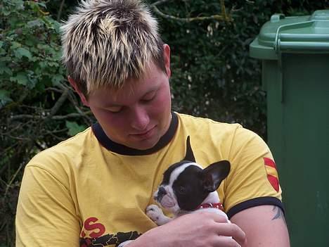 Fransk bulldog Freja - Hej Far, vil du passe på mig? billede 2