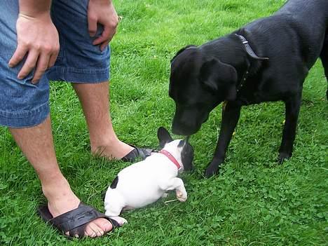 Fransk bulldog Freja - Hej Mille, skal vi lege? billede 3