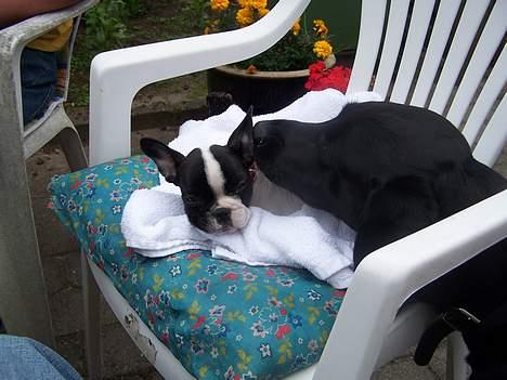 Fransk bulldog Freja - Lad mig nu være, kan du ikke se, at jeg tager mig en lur? billede 4