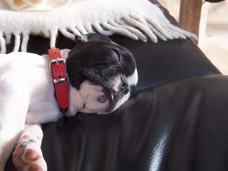 Fransk bulldog Freja - zzzzz billede 5