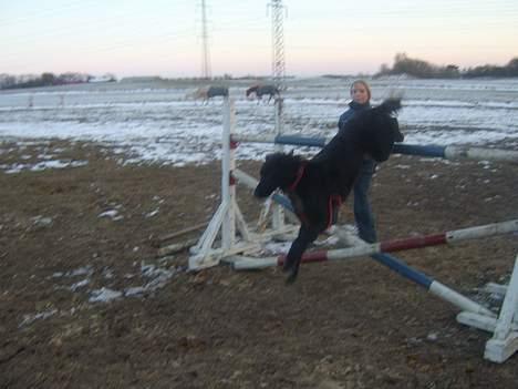 Blanding af racer Brutus - 125 ca. Foto Annika m. billede 10