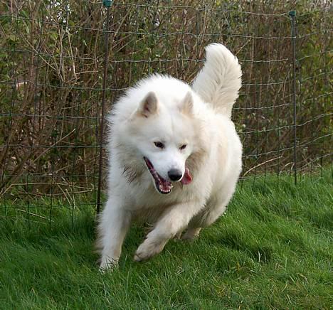 Samojedhund Gismo  - Foto: Nmf (2006) billede 1