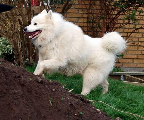 Samojedhund Gismo  - Foto: Nmf (2006) billede 2