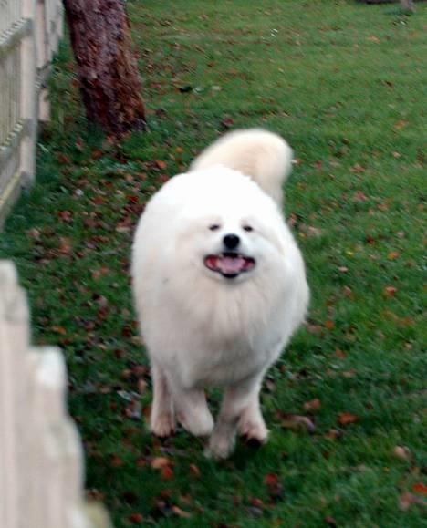 Samojedhund Gismo  - Foto: Nmf (2006) billede 3