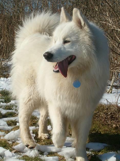 Samojedhund Gismo  - Foto: Nmf (2006) billede 4