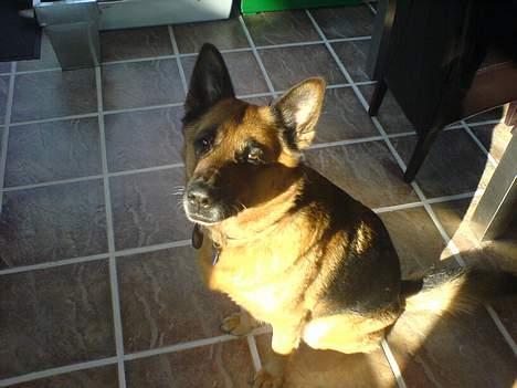 Schæferhund puk *død* - Med solen lige i øjnene... billede 10