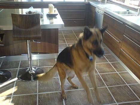 Schæferhund puk *død* - Hoppede lige efter en godbid... billede 11