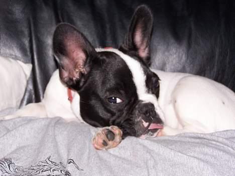 Fransk bulldog Freja - Jeg har lidt svært ved at holde tungen i munden, når jeg har tabt mine mælketænder billede 6