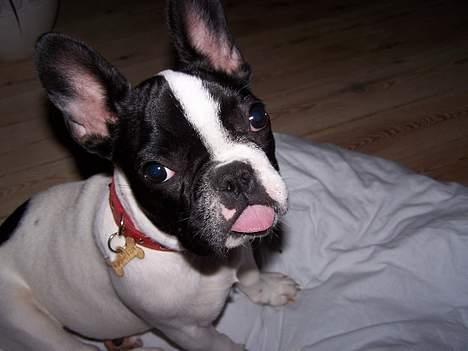 Fransk bulldog Freja - Hej, skal jeg slikke nogle frimærker for dig? billede 8