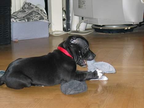 Staffordshire bull terrier Bono - Bono i gang med hans første sutsko billede 1
