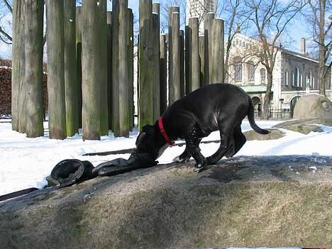 Staffordshire bull terrier Bono - Vi nupper også lige en hanske, når nu far lige lagde dem der. billede 2