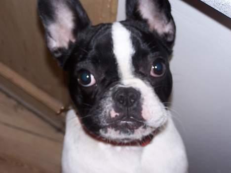 Fransk bulldog Freja - Af banen, her kommer jeg. billede 9