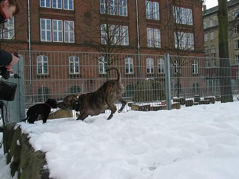 Staffordshire bull terrier Bono - Murphy ved at lære Bono nogle gode trick billede 3