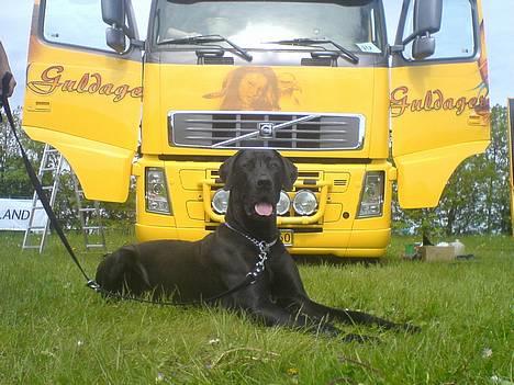 Grand danois ANTON - Jeg ligger lige her og ser dejlig ud. billede 1