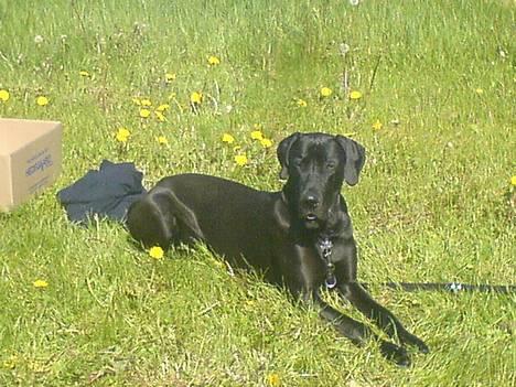 Grand danois ANTON - Dejligt med lidt solskin billede 2