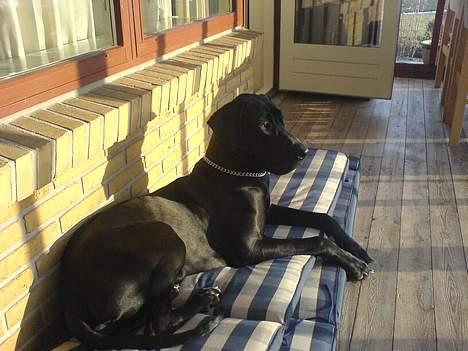 Grand danois ANTON - Jeg ligger lige og nyder solen billede 3