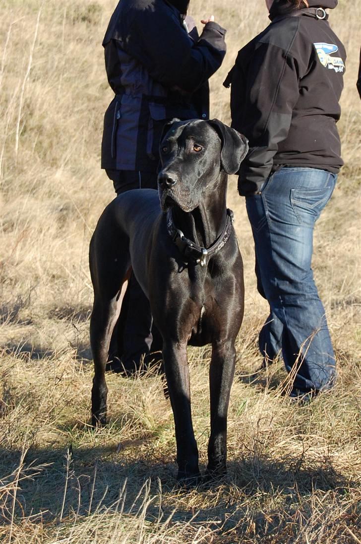 Grand danois ANTON - På tur billede 4