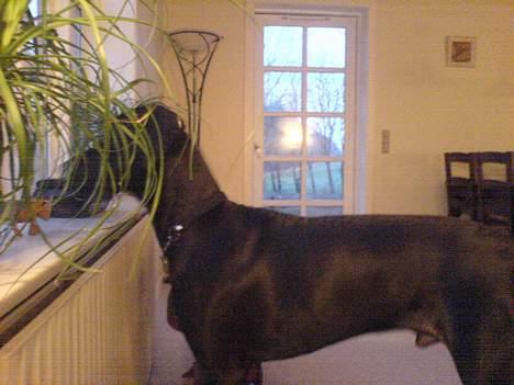 Grand danois ANTON - Kommer der nogen??? billede 5