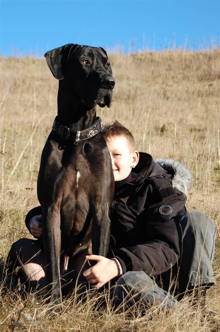 Grand danois ANTON - Anton og Jannick billede 6