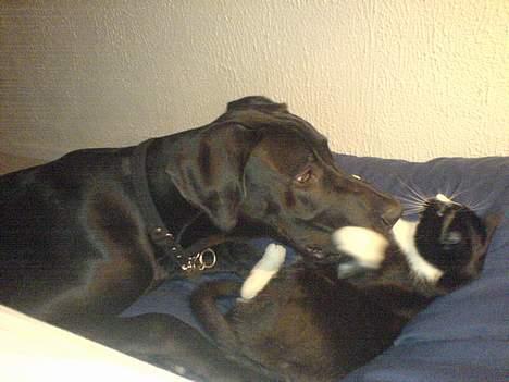 Grand danois ANTON - Jeg æææælsker min søster billede 7