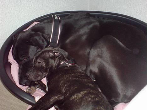 Grand danois ANTON - Søskende hygge billede 8