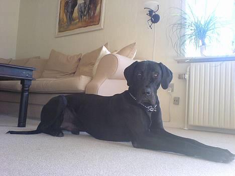 Grand danois ANTON - Ligger lige og får overblikket billede 9