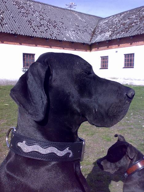 Grand danois ANTON - Mit nye halsbånd billede 10