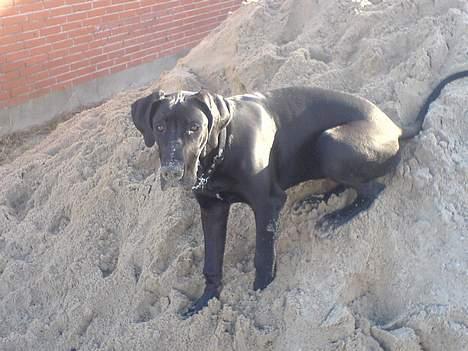 Grand danois ANTON - Jeg har min egen sandkasse billede 11