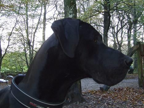 Grand danois ANTON - God profil billede 13